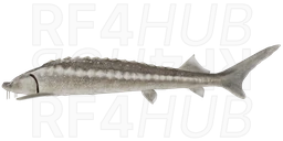 Bastard Sturgeon