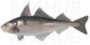 Haddock