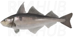 Haddock