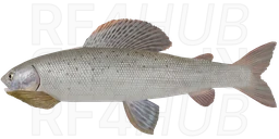 East Siberian Grayling