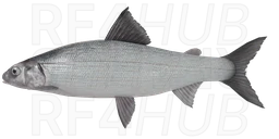 Baikal Omul