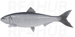 Brazhnikov Herring