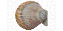 Icelandic scallop