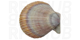 Icelandic scallop