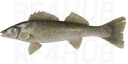 Walleye