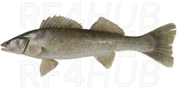 Walleye
