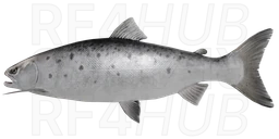 Caspian Brown Trout