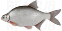 White Bream