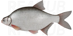 White Bream