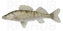 Volga Zander