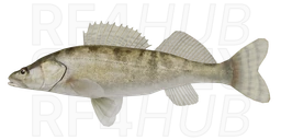 Volga Zander