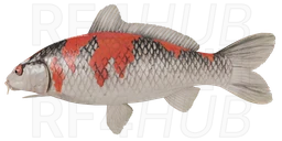 Mameshibori Goshiki