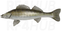 Zander