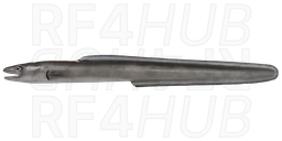 Conger