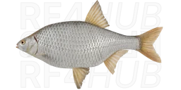 Taran