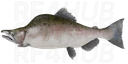 Pink Salmon