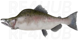 Pink Salmon