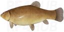 Tench