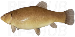 Tench