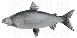 Svir Whitefish