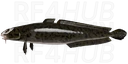 Burbot