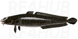 Burbot