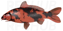 Hi Utsuri