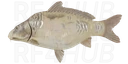 Mirror ghost carp