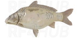 Mirror ghost carp