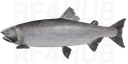 Coho Salmon