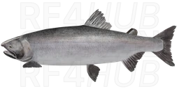 Coho Salmon
