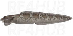 Esmark’s eelpout