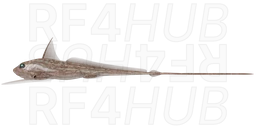 European chimaera
