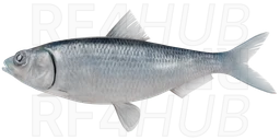 Clupeonella