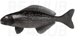 Black ruff