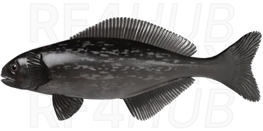 Black ruff - RF4HUB