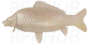 Common Scaly Albino Carp