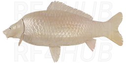 Common Scaly Albino Carp