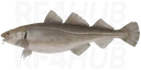Atlantic cod