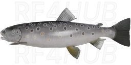Sevan Trout