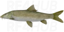 Short-headed Barbel