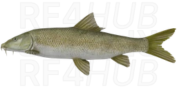 Short-headed Barbel