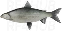 Kuori Whitefish