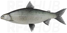 Kuori Whitefish