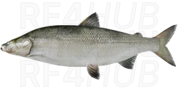 Nelma
