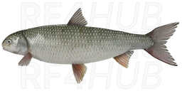Caspian Kutum