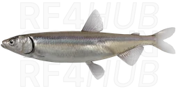 Smelt