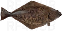 Atlantic halibut