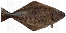 Atlantic halibut