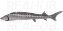 Persian Sturgeon